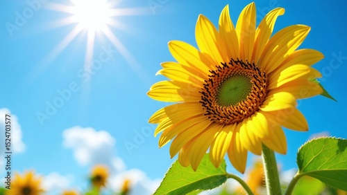 Close-up sunflower bloom bright blue sky first day of summer nature vibrant seasonal floral beauty