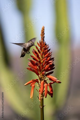 An Annas Hummingbird flies over an orange aloe flower bloom with a Saguaro Cactus in the background.  
