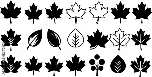 black maple leaves on white background; autumn design element