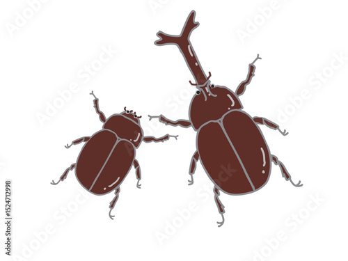 Illustration of female and male rhinoceros beetles