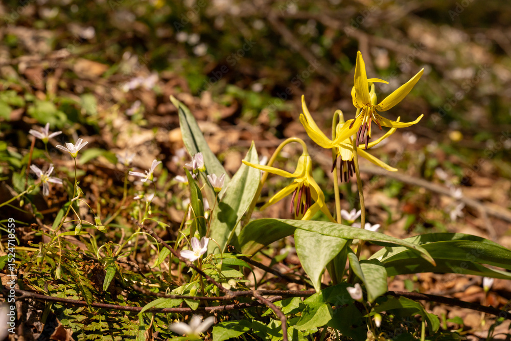 Obraz premium Trout Lily Blossoms in the Smokies