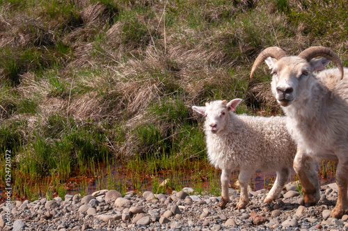 North east Iceland, ewe with lamb beside road photo