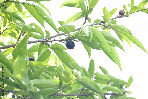 Alangium salvifolium or sage leaved alangium tree fruit. It is a flowering plant in the Cornaceae family. Wildfruit on the tree. 
