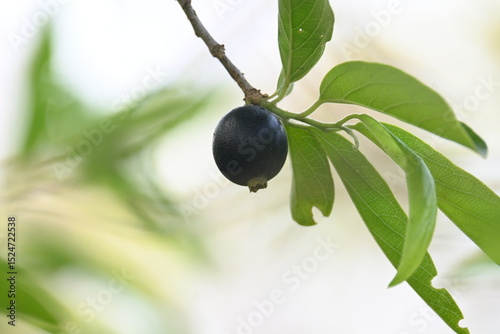 Alangium salvifolium or sage leaved alangium tree fruit. It is a flowering plant in the Cornaceae family. Wildfruit on the tree. 
