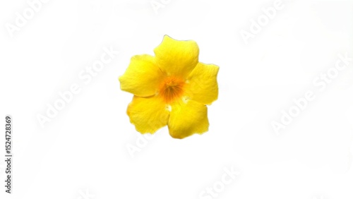 Fototapeta Naklejka Na Ścianę i Meble -  Isolated Golden Trumpet Flower on White Background A Vibrant Yellow Blossom Closeup