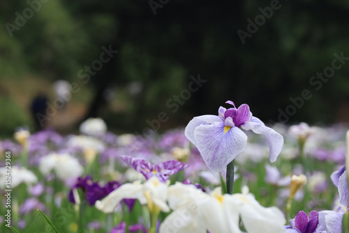 花菖蒲園