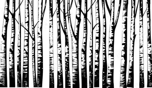 Black and white birch tree forest line art illustration