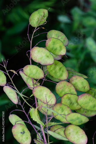 貨幣のようなゴウダソウ01