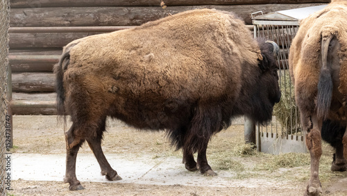 Photography Animals in Toronto