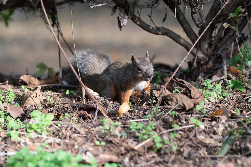 Fototapeta premium 森にすむ可愛いニホンリス 