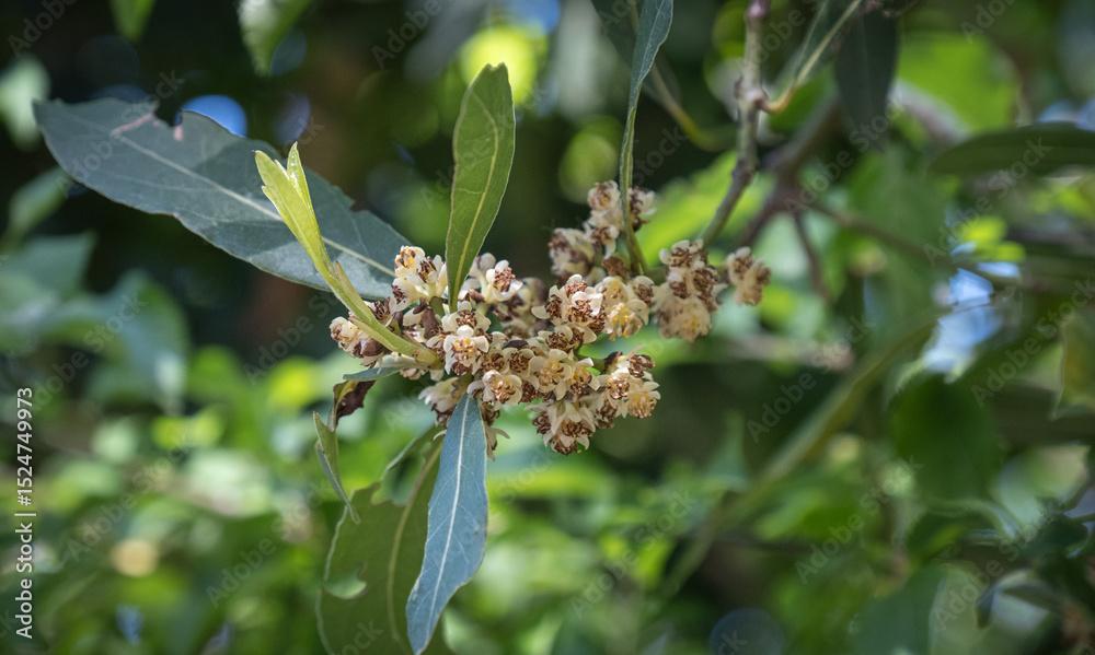 Obraz premium laurel tree. buds, flowers and leaves.