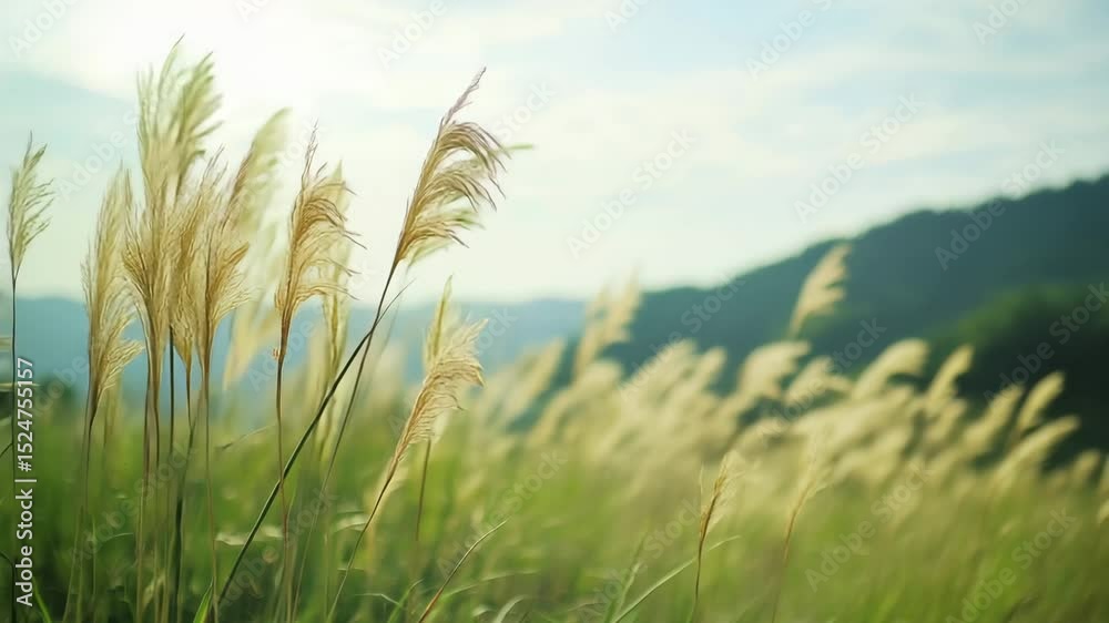 tall grass in the foreground A wind causes the seed heads of the grass to gently bob and weave