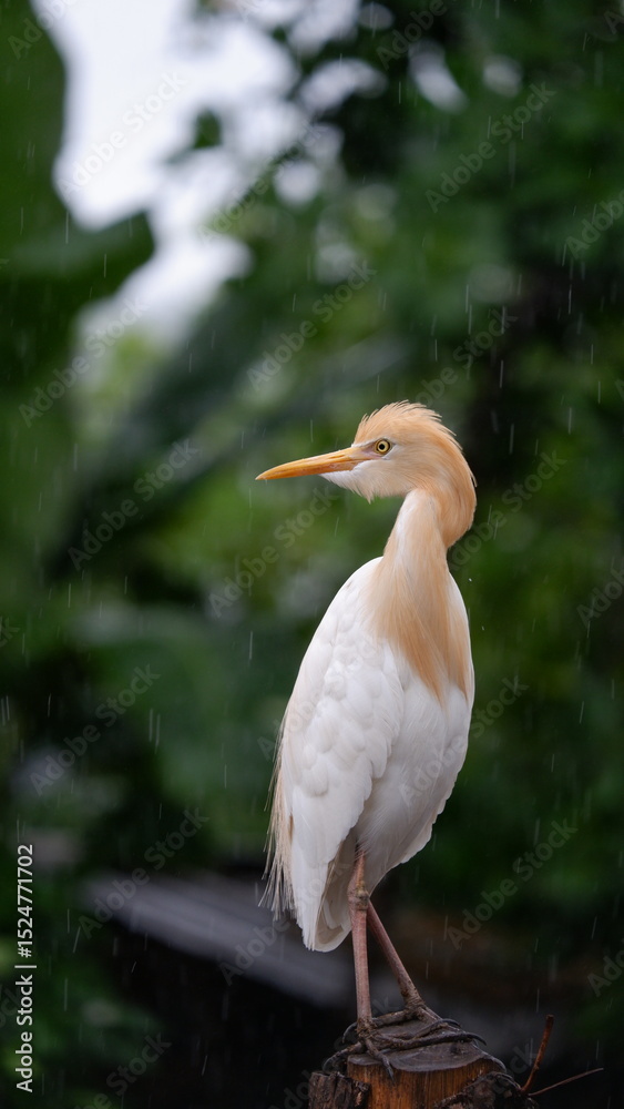 Obraz premium Cattle Egret in rain. These are the only member of monotypic genus Bubulcus