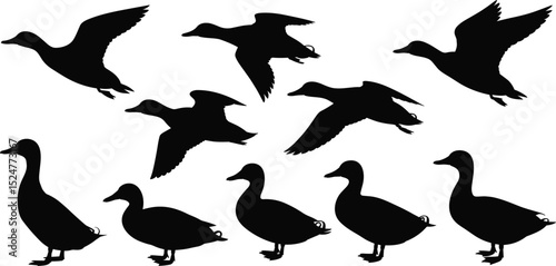 Vector silhouette of ducks flying and walking, wildlife bird illustration, duck outline shape, waterfowl graphic for design, black animal icon