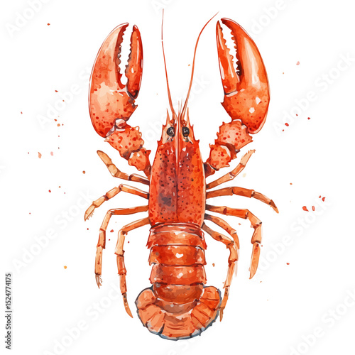 watercolor vector of Lobster Close Up, high quality, isolated on a white background.