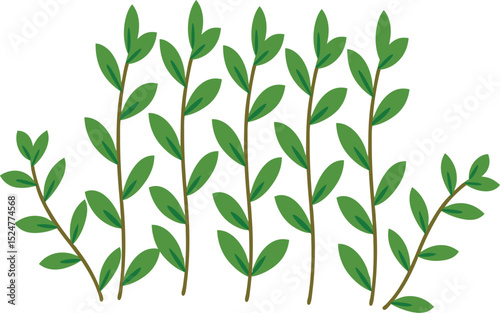 
Thyme Herb Sprig – Small-Leaved Woody Branch Isolated