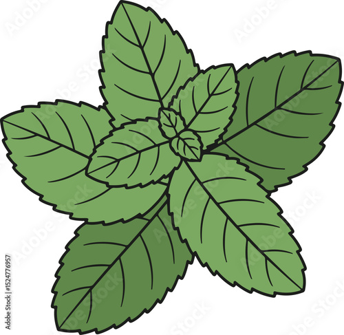 mint leaves