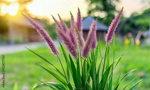 Tall pink grass blowing gently in sunlight
