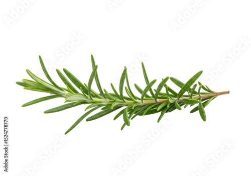 Isolated Fresh Rosemary Sprig with Green Leaves