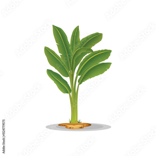Banana Tree Vector.