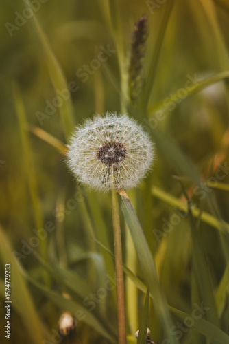 Field plants on a sunny day in June. Blurred background, close-up.