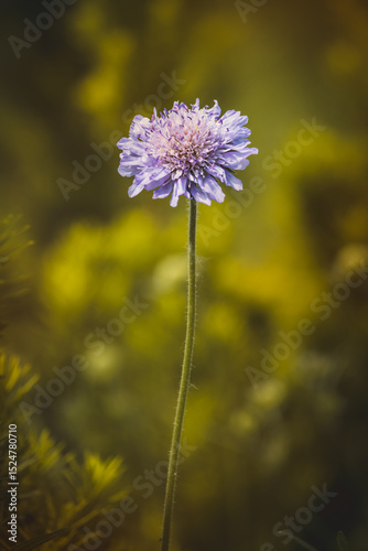 Field plants on a sunny day in June. Blurred background, close-up.