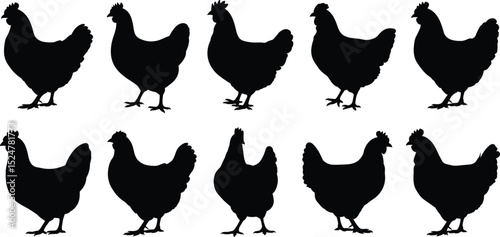 Silhouette collection of chickens in different poses, black poultry vector design, farm animal clipart, domestic hen illustration, editable shapes