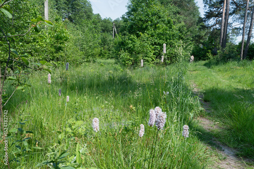 Fototapeta Naklejka Na Ścianę i Meble -  A sunlit meadow path with wildflowers and green trees