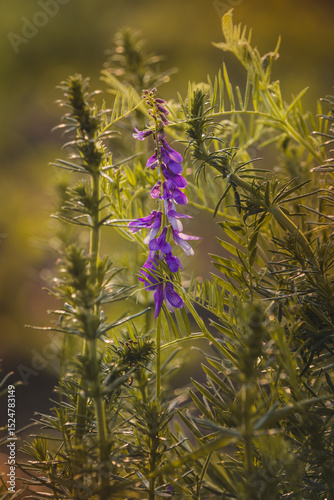 Field plants on a sunny day in June. Blurred background, close-up.