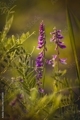 Field plants on a sunny day in June. Blurred background, close-up.