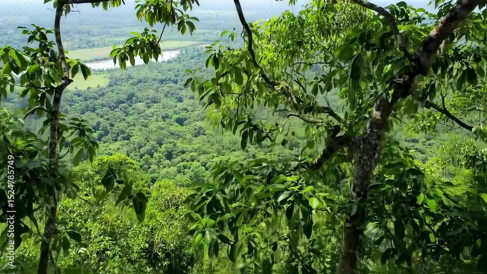 Lush Green Forest Canopy Overlook, Serene Nature Background Scenery Lush Green Forest Canopy Overlook, Serene Nature Background Scenery