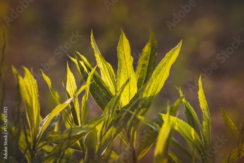 Field plants on a sunny day in June. Blurred background, close-up.