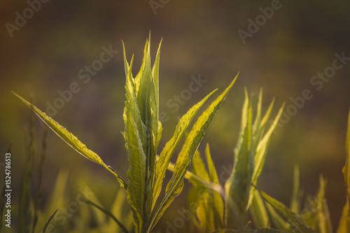 Field plants on a sunny day in June. Blurred background, close-up.