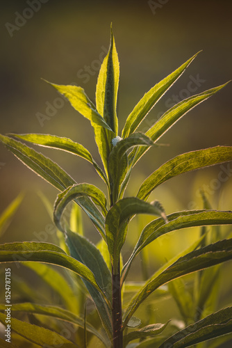 Field plants on a sunny day in June. Blurred background, close-up.