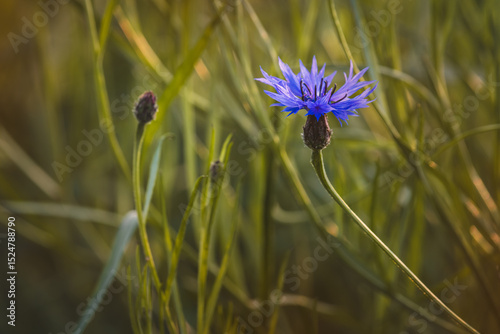 Field plants on a sunny day in June. Blurred background, close-up.