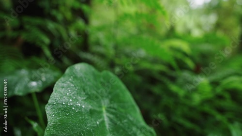 Tropical rain refreshing green foliage in lush forest