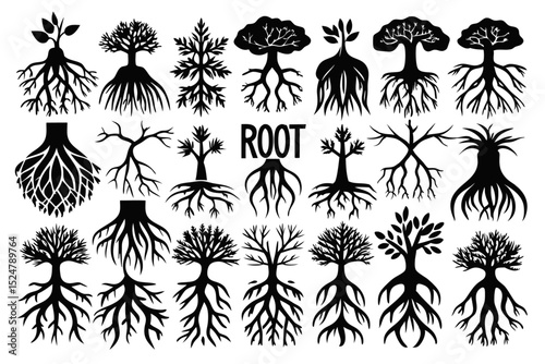Twenty six root illustrations isolated on transparent background