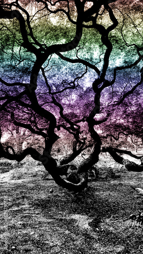 A dramatically twisted, dark tree silhouette dominates the foreground