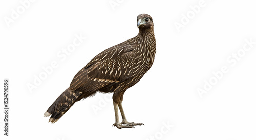 eagle isolated on white