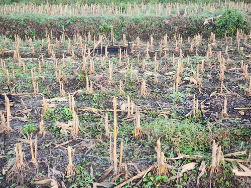 Dried Stalks in a Brown and Green Field