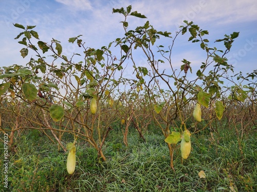 Green Eggplants Growing on Bushes Under a Blue Sky