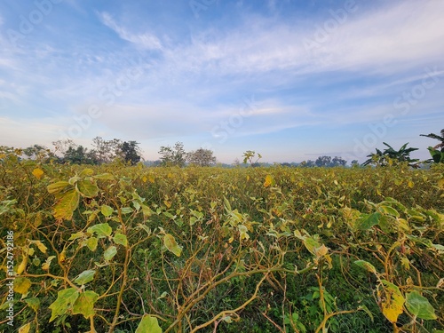 Extensive Vineyard Landscape Under a Blue Sky