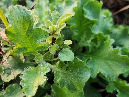 Closeup of Green Leaves with Dew Droplets