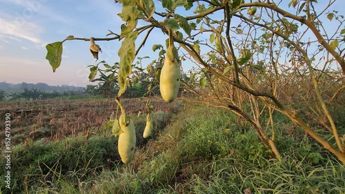 Green Eggplants Growing on a Branch in a Rural Field