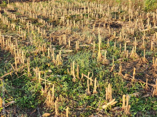 Dry Stalks and Green Ground in an Autumn Field
