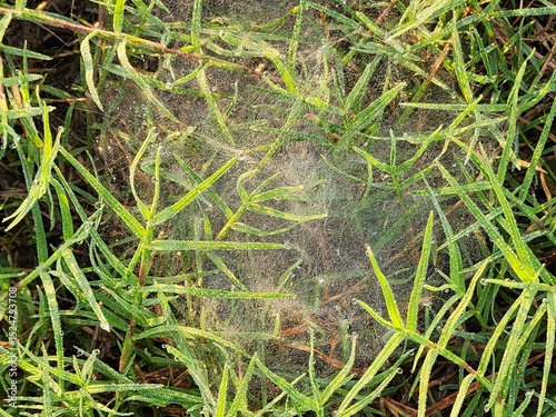 Dew-Covered Spiderweb in Lush Green Grass
