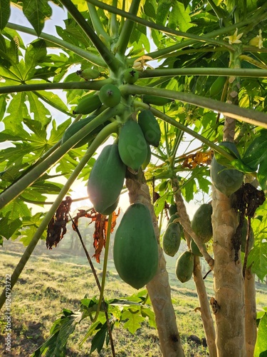 Green Papaya Fruits Growing on a Tree Under Bright Sunlight