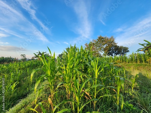 Lush Green Cornfield Under a Blue Sky