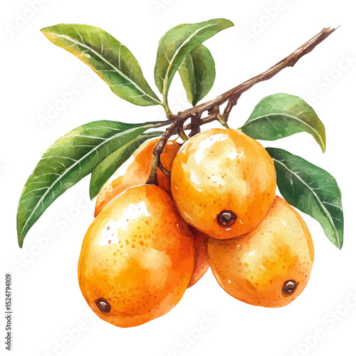 watercolor of Juicy Loquat Fruit, vector high quality, isolated on a white background.