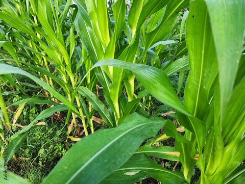 Lush Green Corn Plants in a Field
